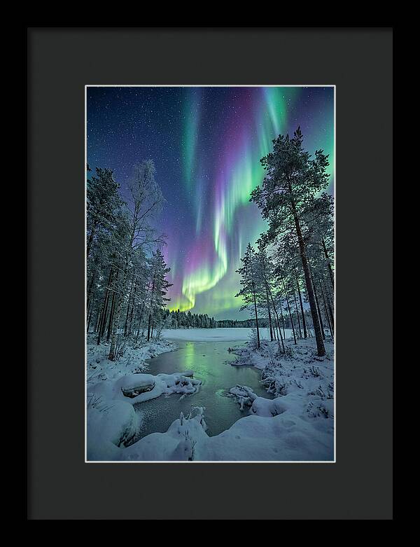 Northern Lights Above The Pines