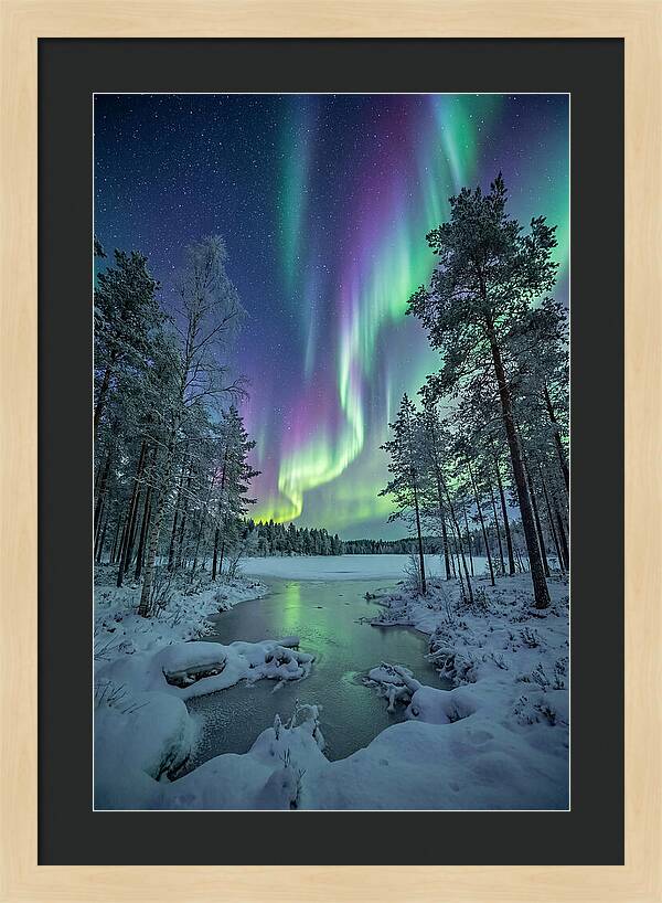 Northern Lights Above The Pines