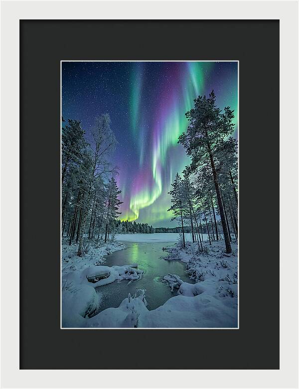 Northern Lights Above The Pines