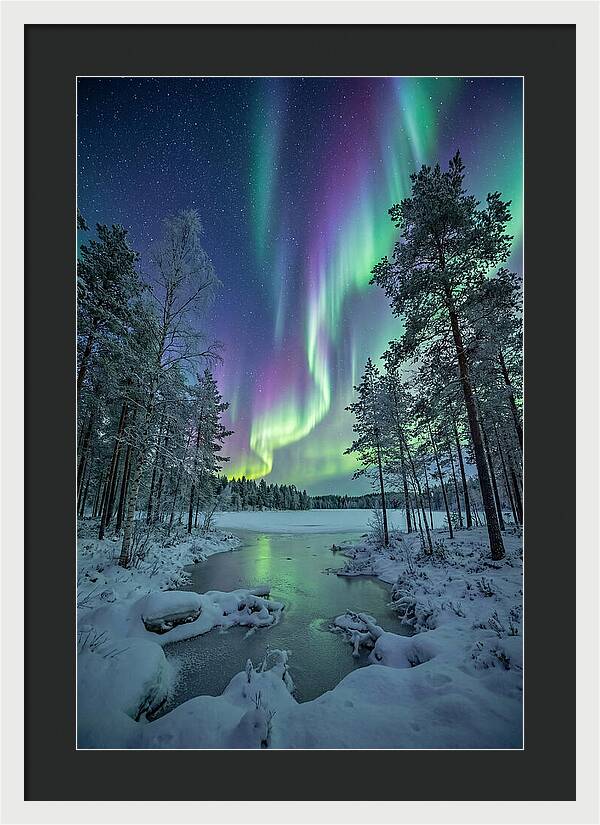 Northern Lights Above The Pines