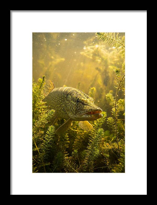 Northern Pike Lurking