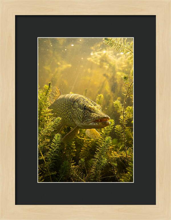 Northern Pike Lurking