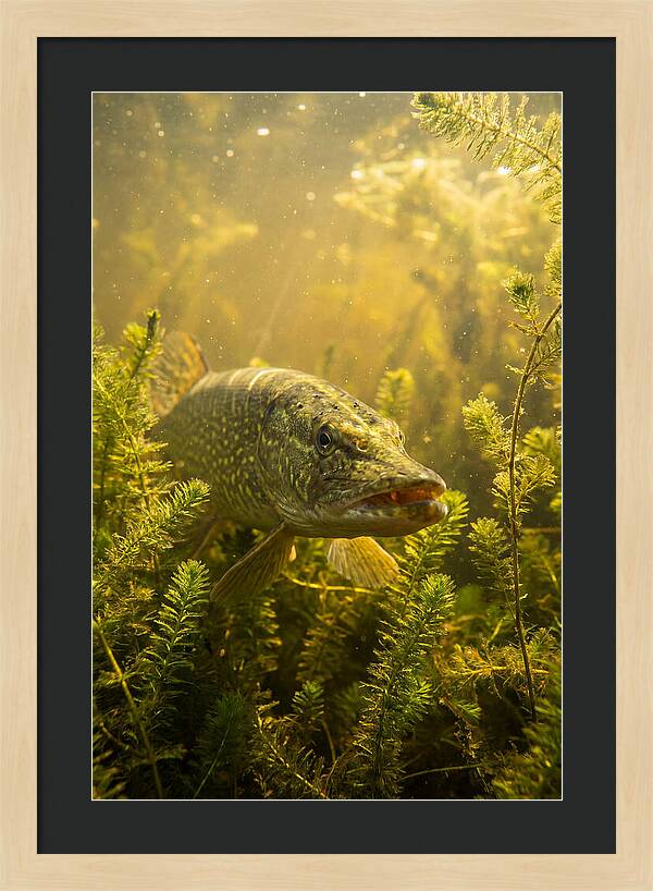 Northern Pike Lurking