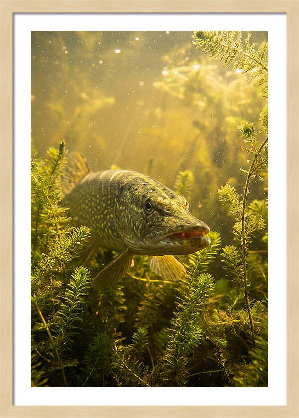 Northern Pike Lurking