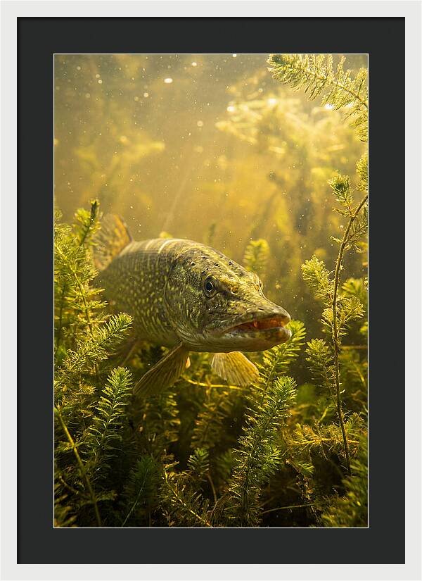 Northern Pike Lurking