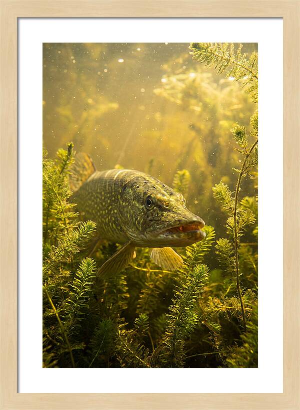 Northern Pike Lurking