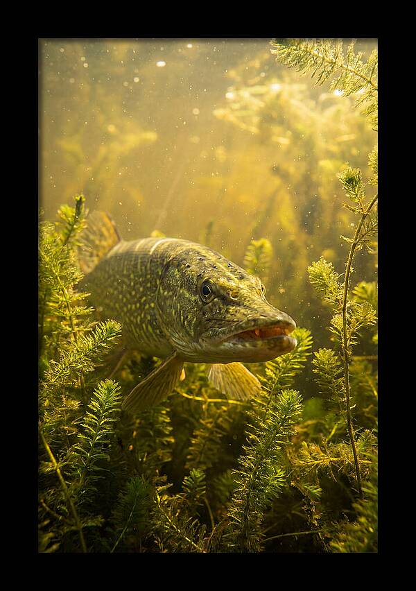 Northern Pike Lurking