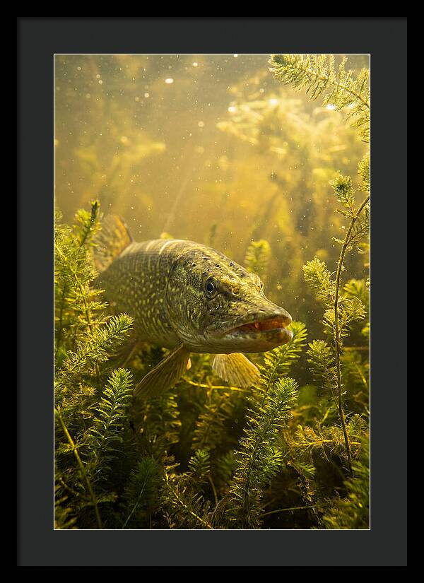 Northern Pike Lurking