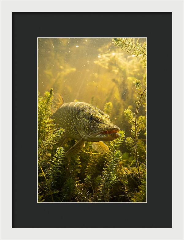Northern Pike Lurking
