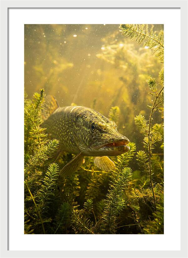 Northern Pike Lurking
