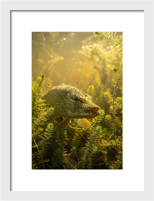 Northern Pike Lurking