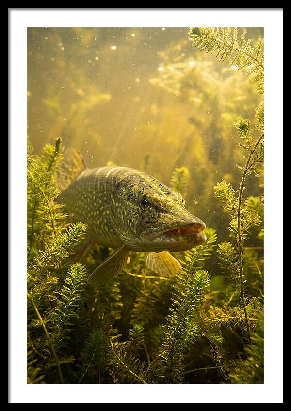 Northern Pike Lurking