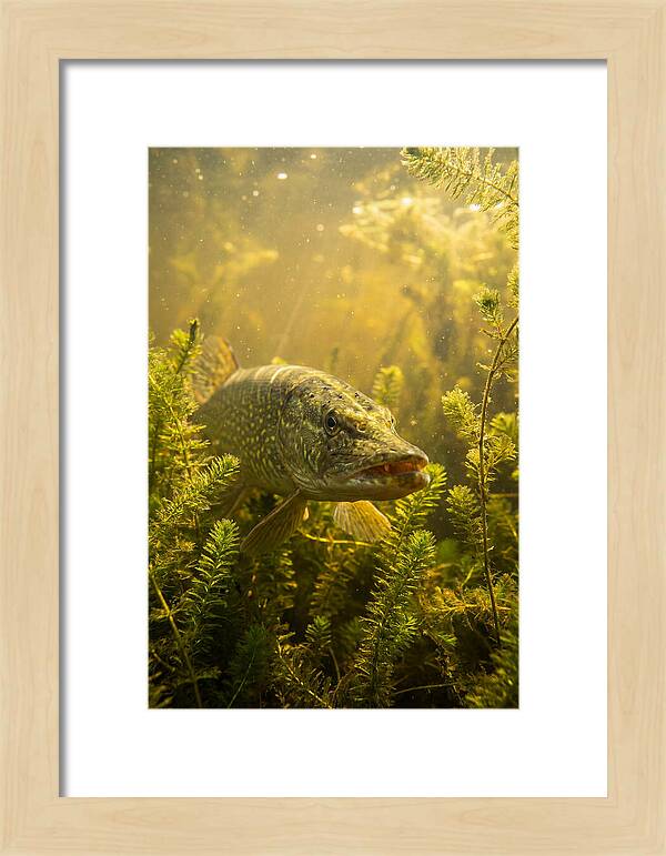 Northern Pike Lurking