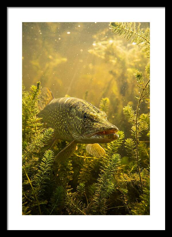 Northern Pike Lurking