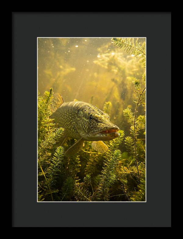 Northern Pike Lurking