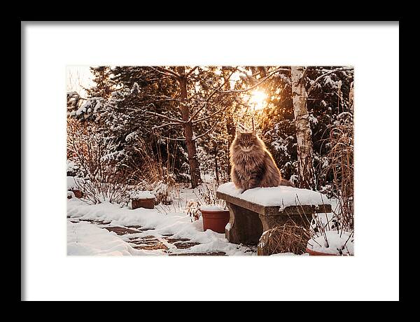 Norwegian Forest Cat In Winter Glow