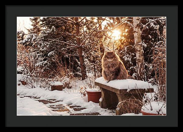 Norwegian Forest Cat In Winter Glow