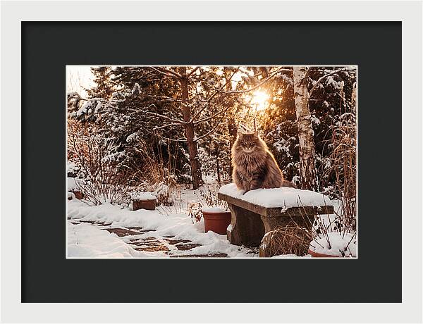 Norwegian Forest Cat In Winter Glow