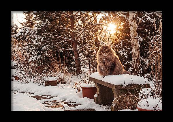 Norwegian Forest Cat In Winter Glow