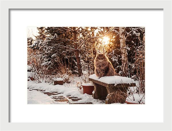Norwegian Forest Cat In Winter Glow