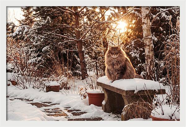 Norwegian Forest Cat In Winter Glow