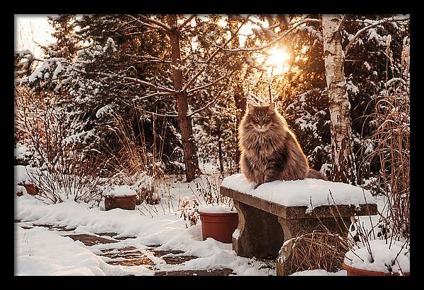 Norwegian Forest Cat In Winter Glow