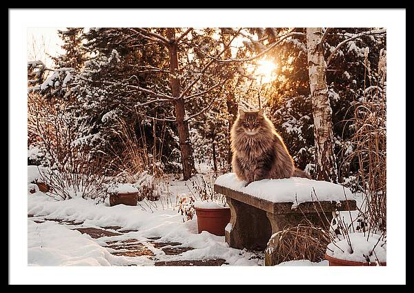 Norwegian Forest Cat In Winter Glow