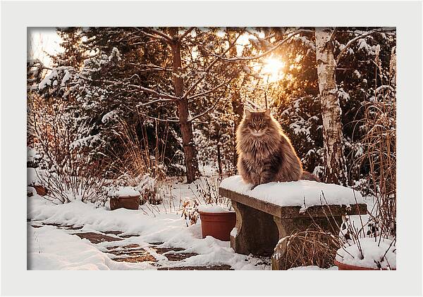 Norwegian Forest Cat In Winter Glow