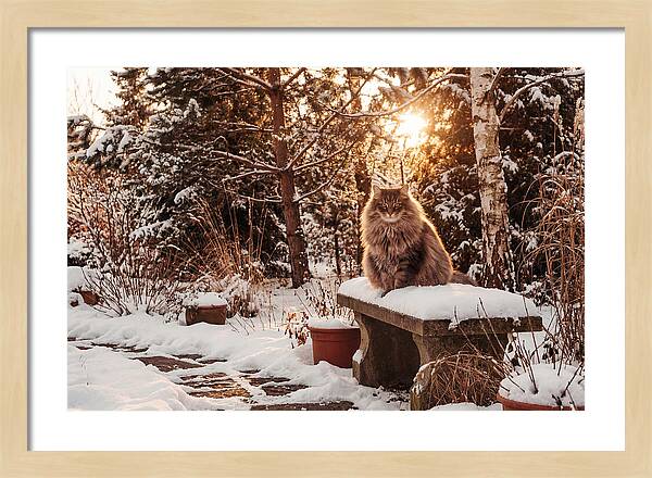 Norwegian Forest Cat In Winter Glow