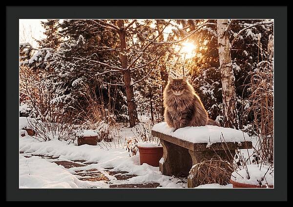Norwegian Forest Cat In Winter Glow