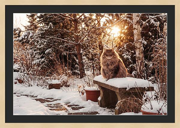 Norwegian Forest Cat In Winter Glow