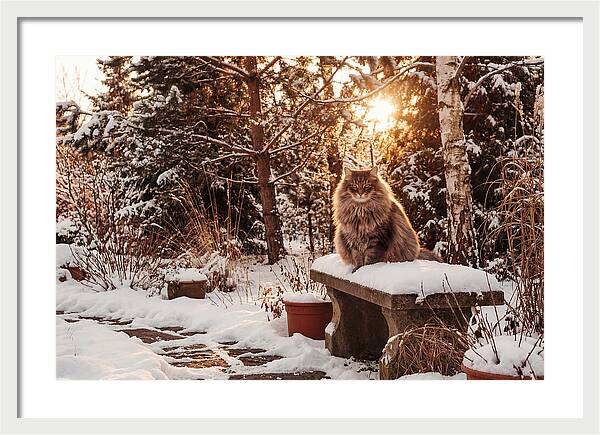 Norwegian Forest Cat In Winter Glow
