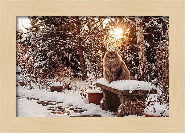 Norwegian Forest Cat In Winter Glow