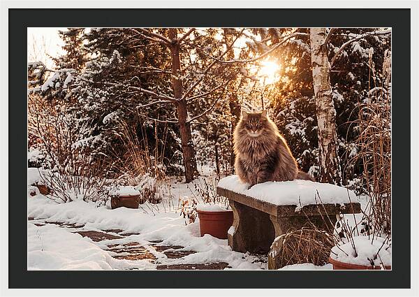 Norwegian Forest Cat In Winter Glow
