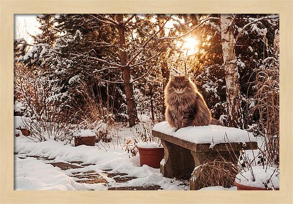 Norwegian Forest Cat In Winter Glow