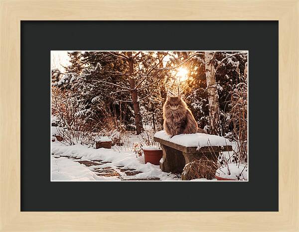 Norwegian Forest Cat In Winter Glow