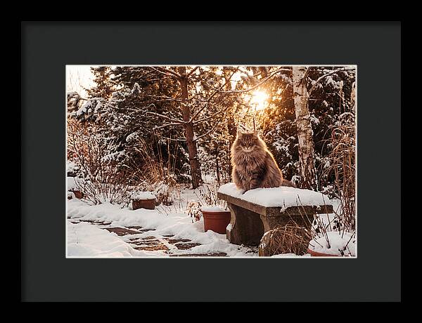 Norwegian Forest Cat In Winter Glow