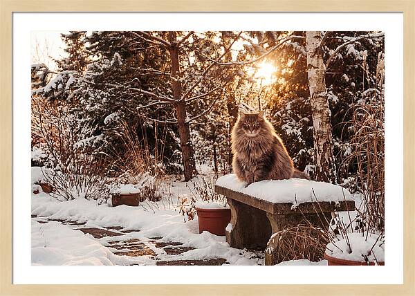 Norwegian Forest Cat In Winter Glow