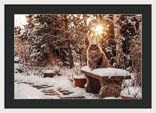 Norwegian Forest Cat In Winter Glow