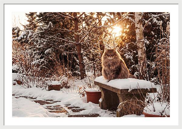 Norwegian Forest Cat In Winter Glow
