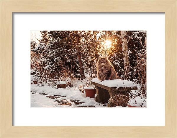 Norwegian Forest Cat In Winter Glow