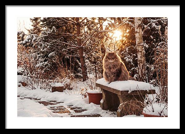 Norwegian Forest Cat In Winter Glow