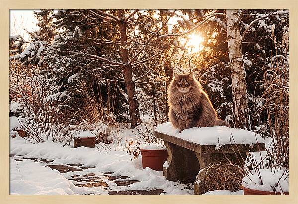 Norwegian Forest Cat In Winter Glow