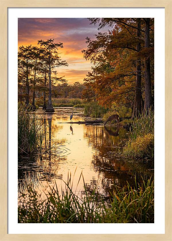 Noxubee Wildlife Refuge Serenity