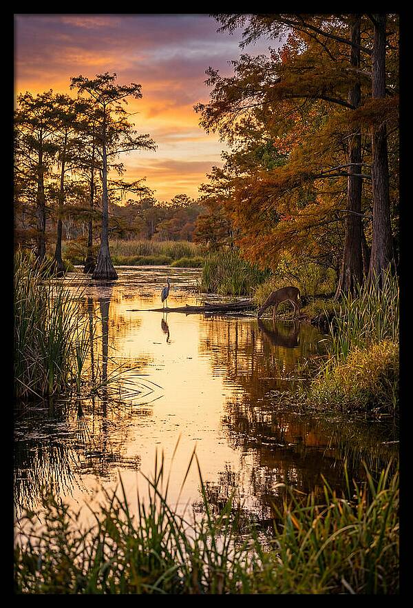 Noxubee Wildlife Refuge Serenity
