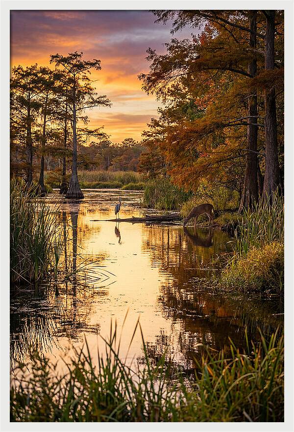 Noxubee Wildlife Refuge Serenity