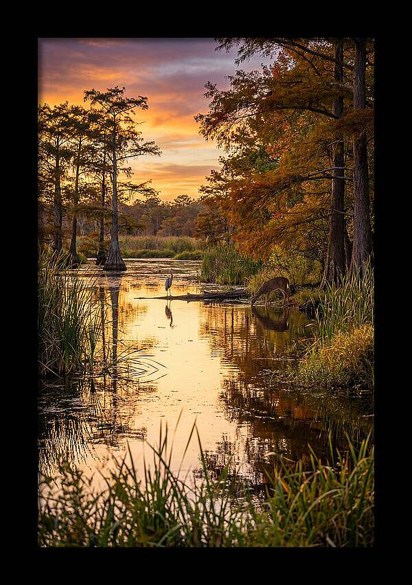Noxubee Wildlife Refuge Serenity