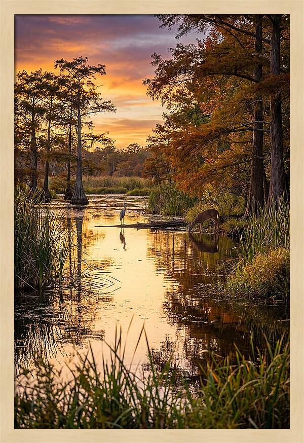 Noxubee Wildlife Refuge Serenity