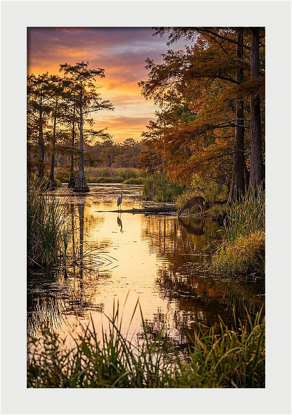 Noxubee Wildlife Refuge Serenity