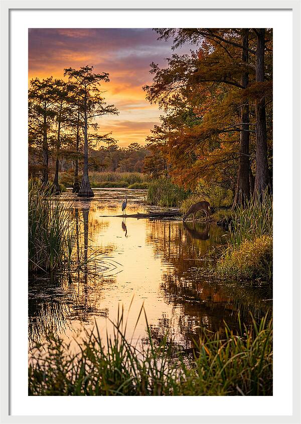 Noxubee Wildlife Refuge Serenity